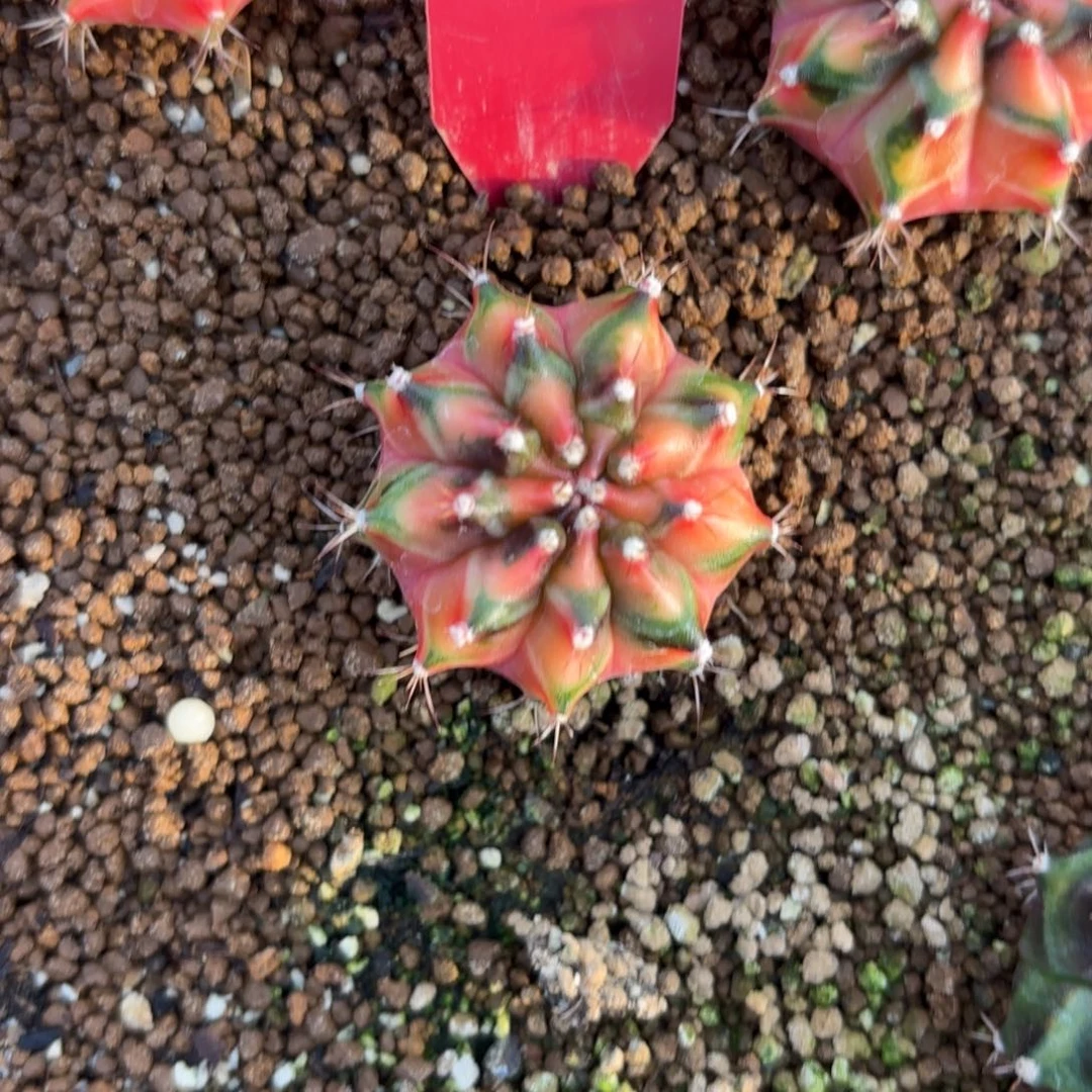 L533-1220泰国发货 npc