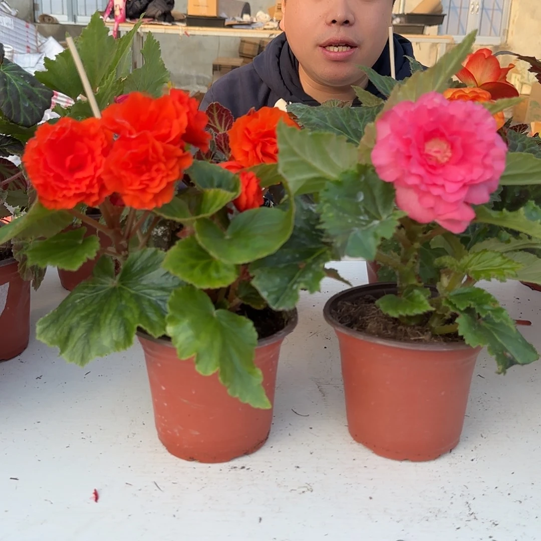绿叶粉➕绿叶橙，掉花折叶正常介意勿拍不拍保温冻死不售后