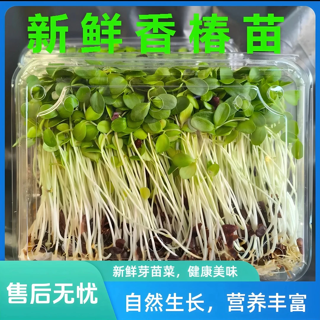 香椿芽苗菜新鲜香椿芽嫩芽四季芽菜西餐摆盘装饰凉拌食材叶菜