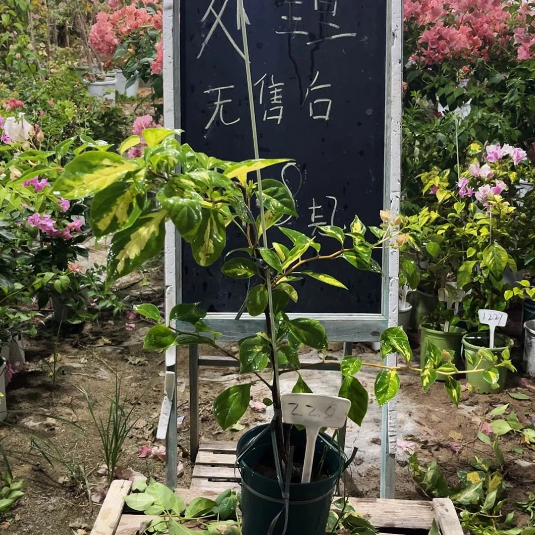完全开放三角梅三角梅228