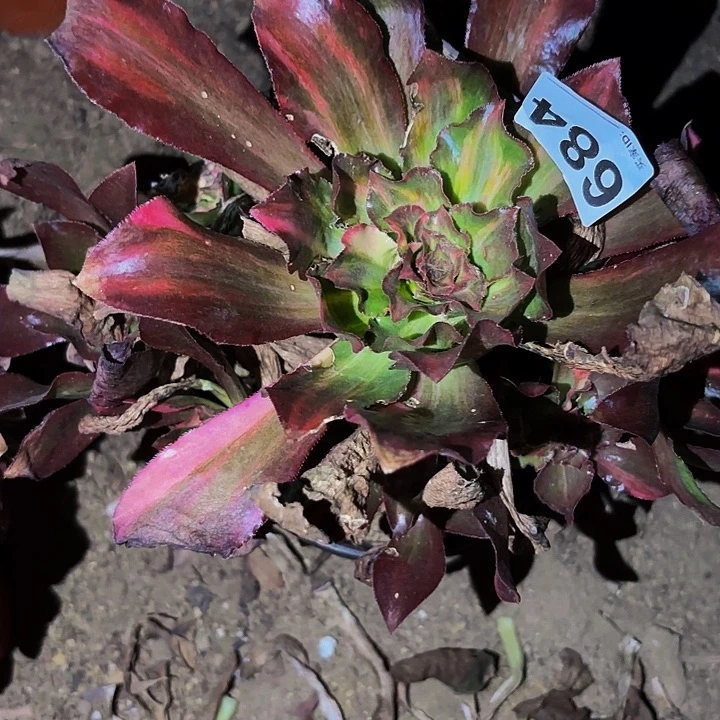 684魅影七彩多肉植物不售后