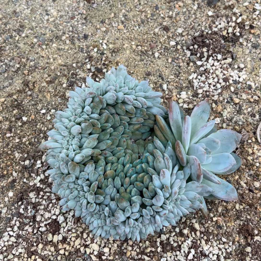 1567号实价：158喜欢扣主播改价哦