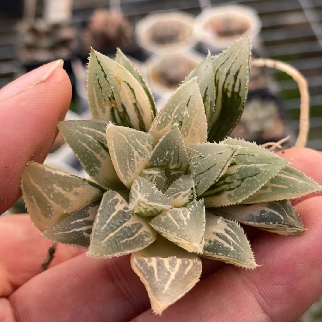 63冰沙糖锦一物一拍