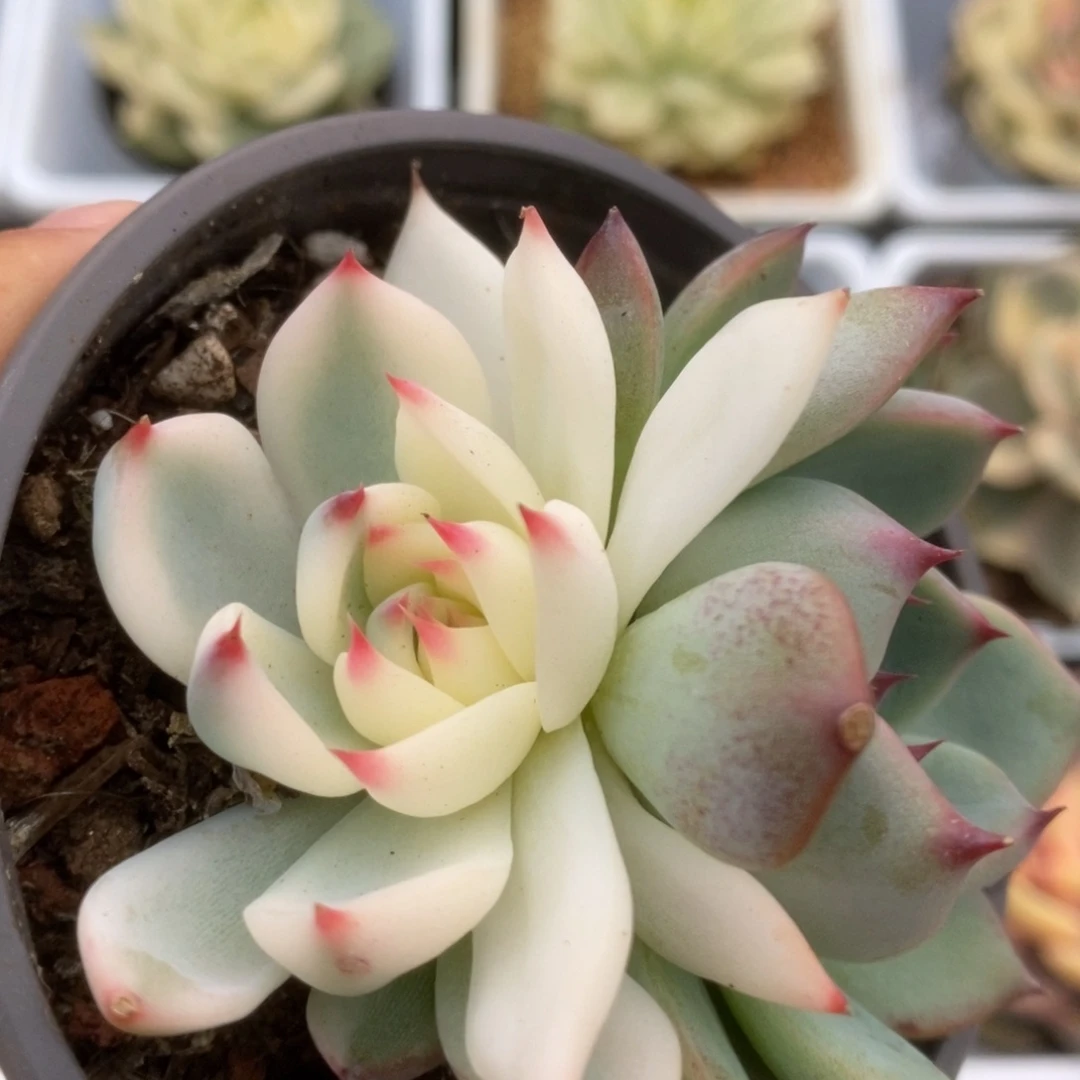 276锦锦锦锦锦锦锦锦锦锦