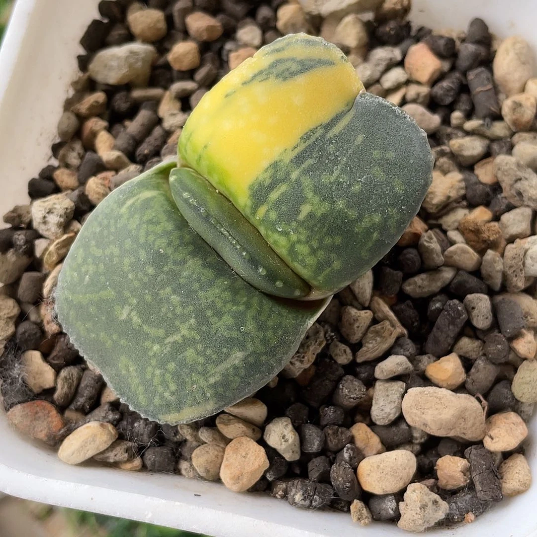 用****7恐龙锦脱土发送盆土1111