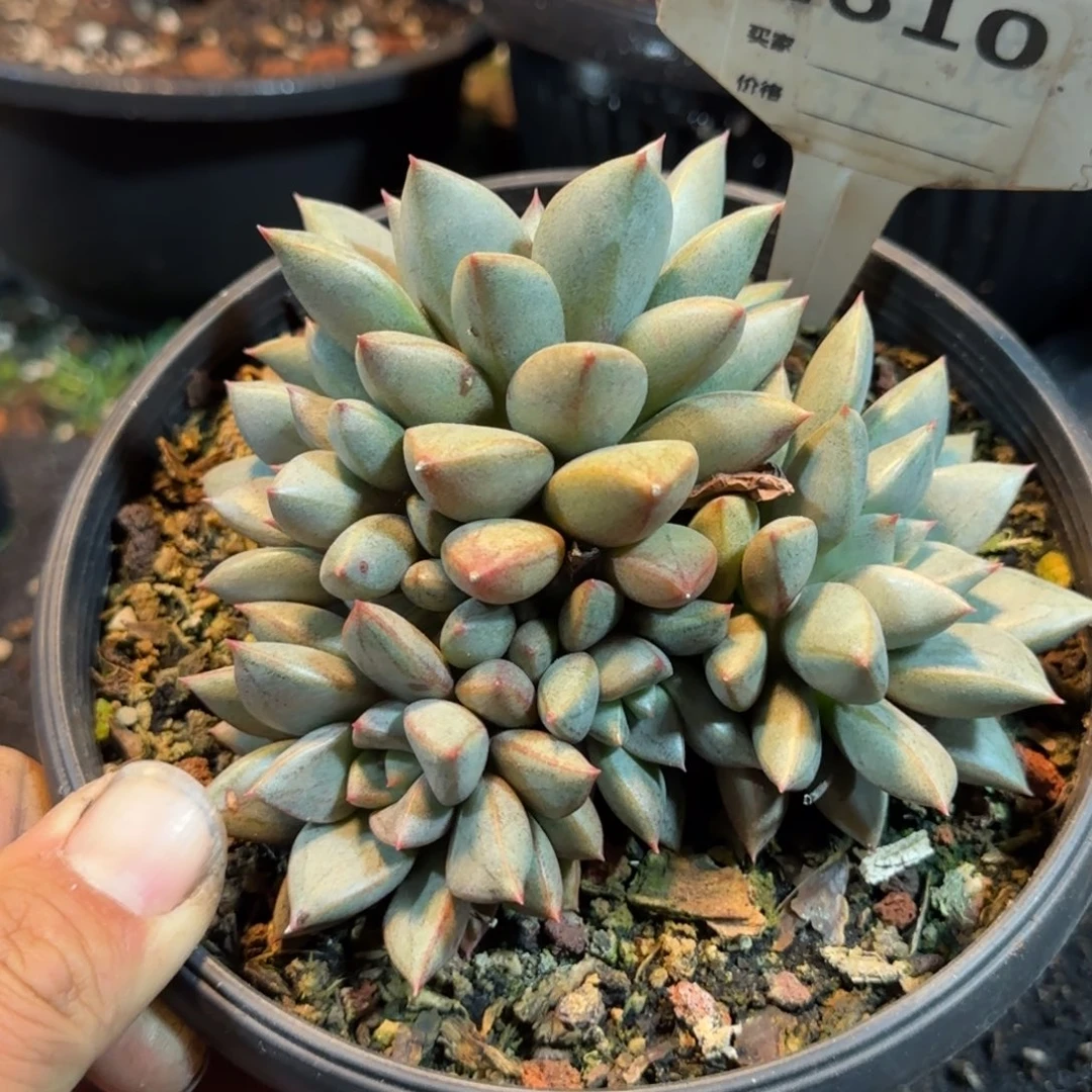 琅琊610一物一拍包装收缩花旱