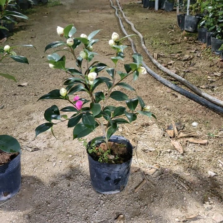 全部花苞乔伊原生苗