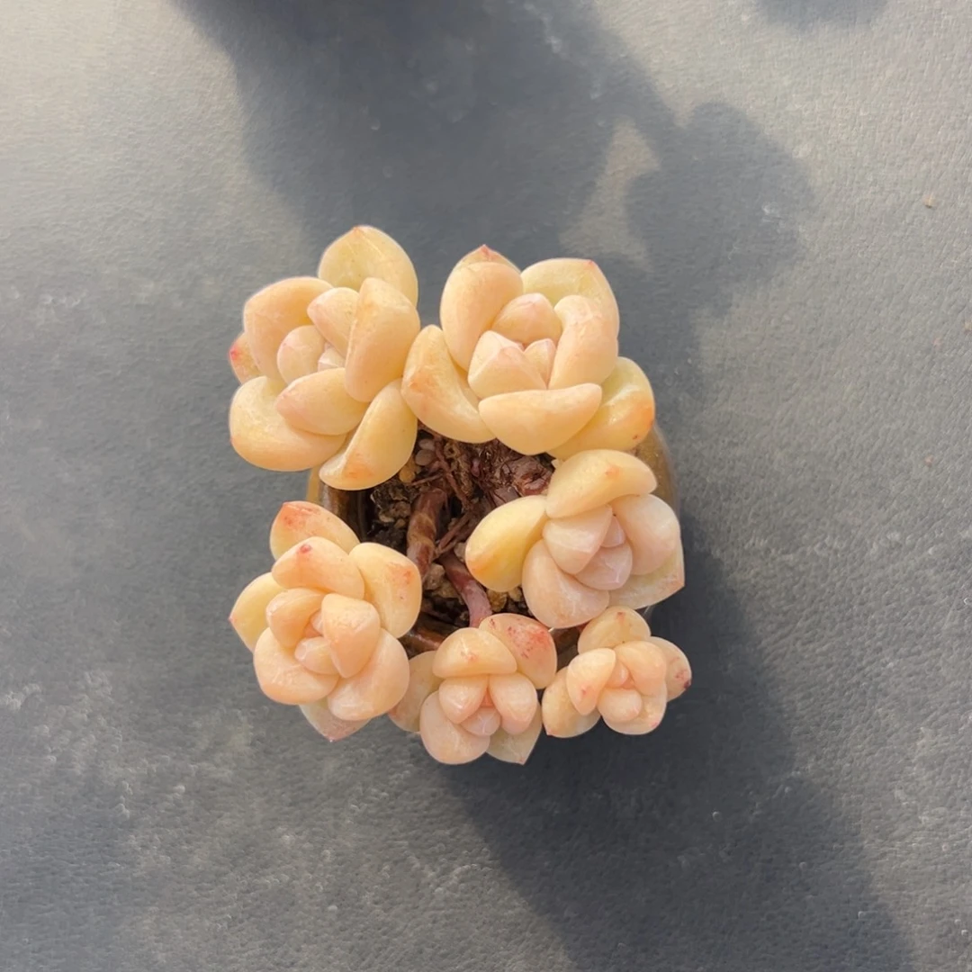 六头冰玉带盆00000000