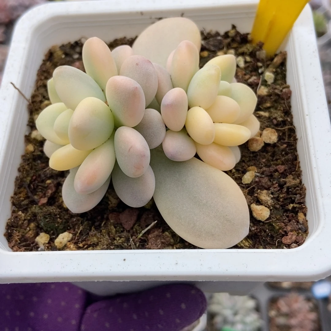 848洛神锦多肉植物