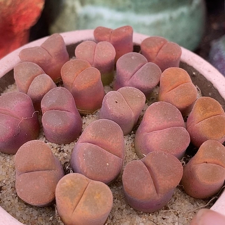 粉蛋糕风铃一颗