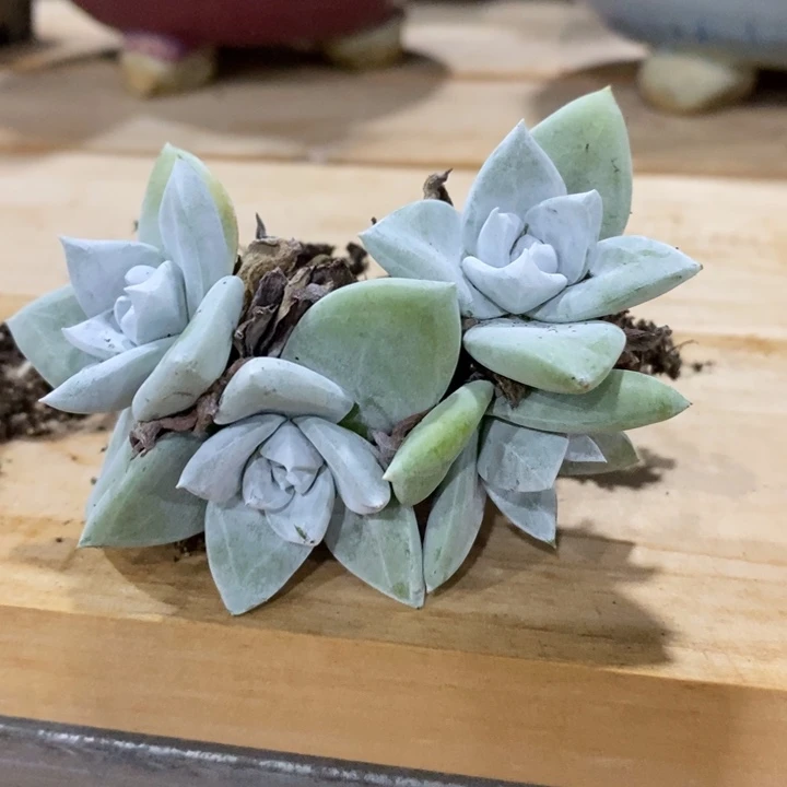 玫瑰叶苹果叶发货，卷心菜