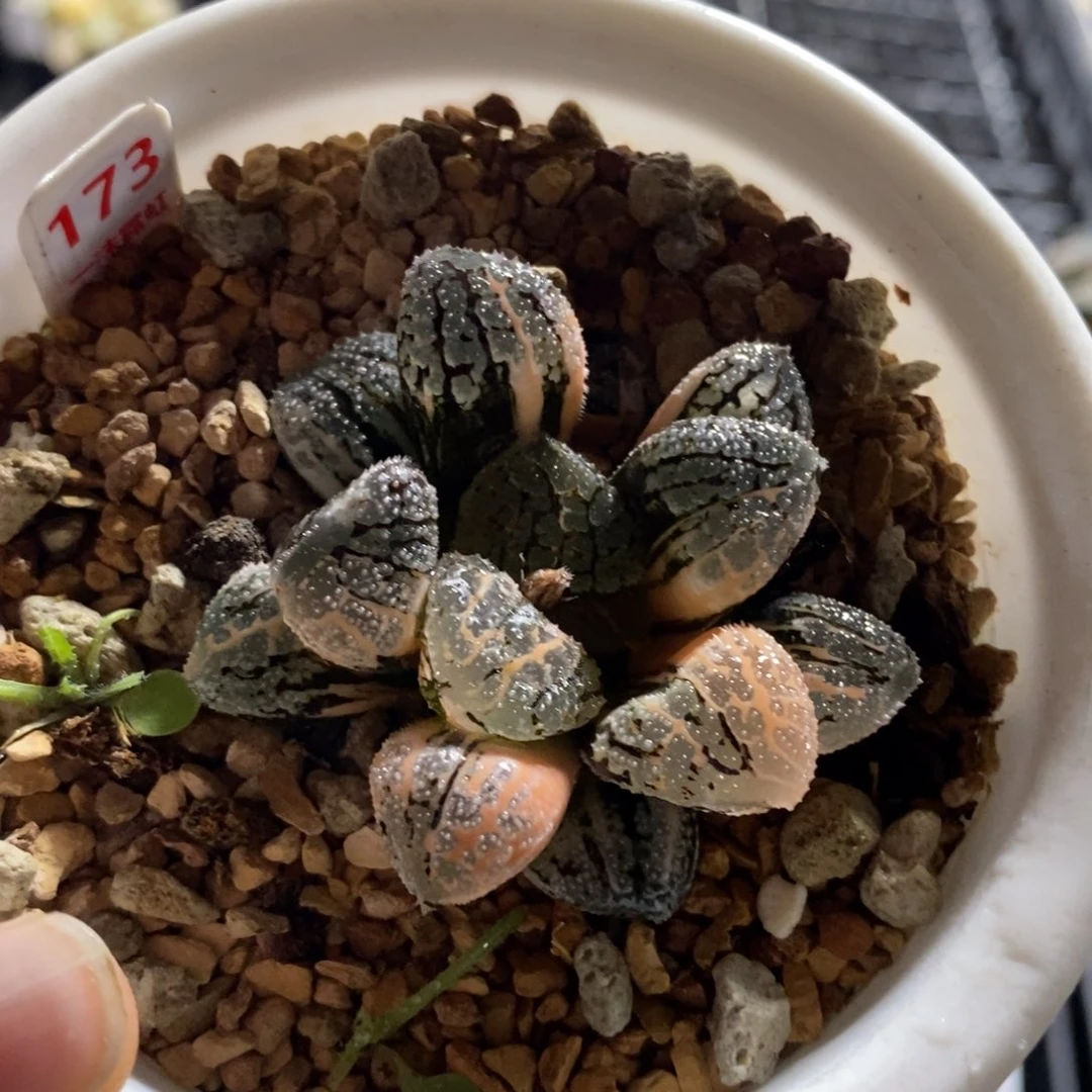 173摩多寿锦一物一图