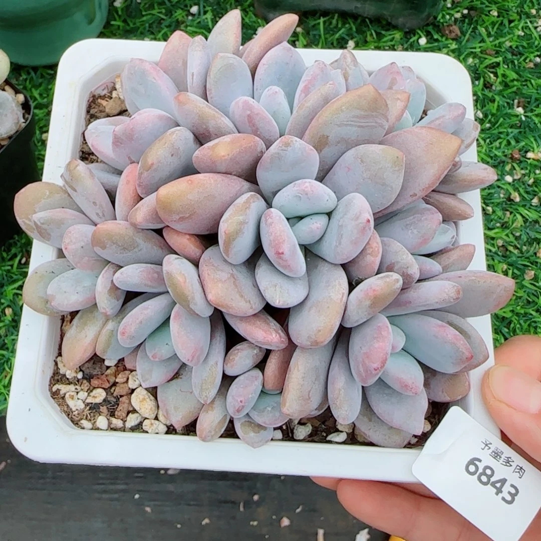 粉兔群，6843多肉植物