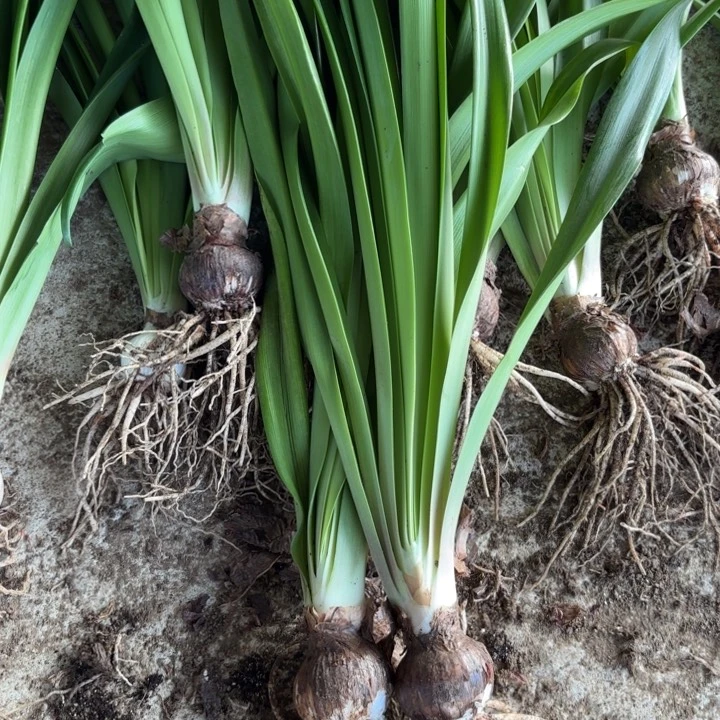 无花朵知***，恐龙妹包对版两颗1602