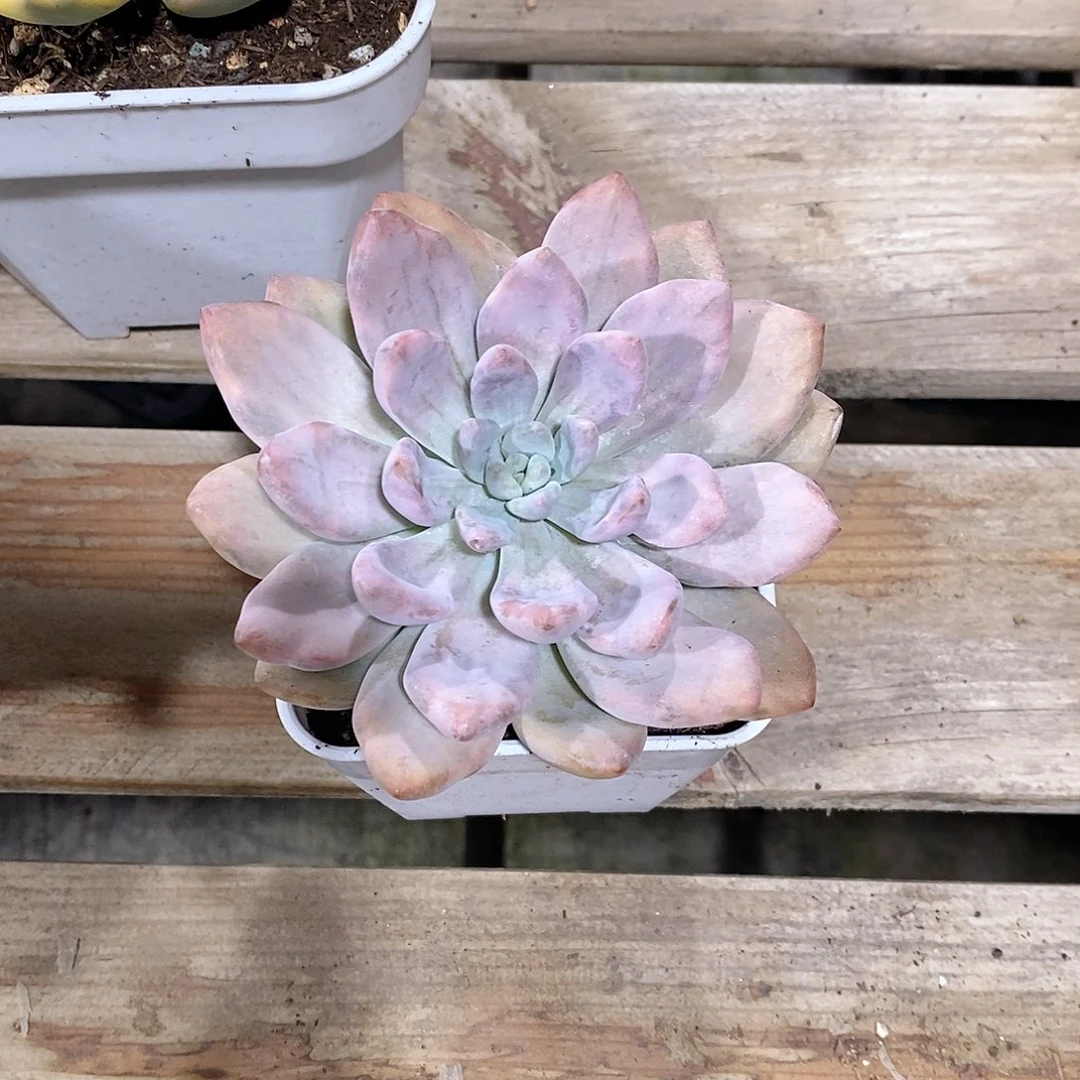 奥普琳娜锦多肉植物老桩