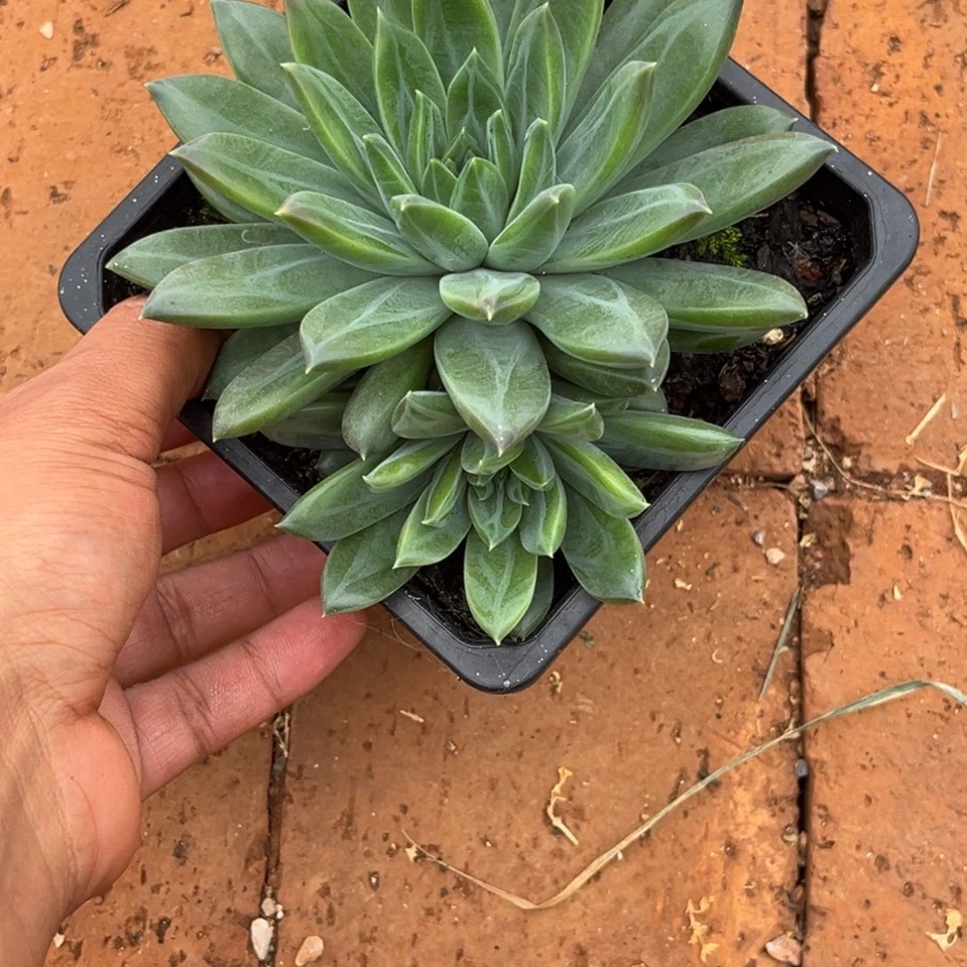 美人系多肉植物772