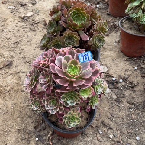 989多肉植物组合，