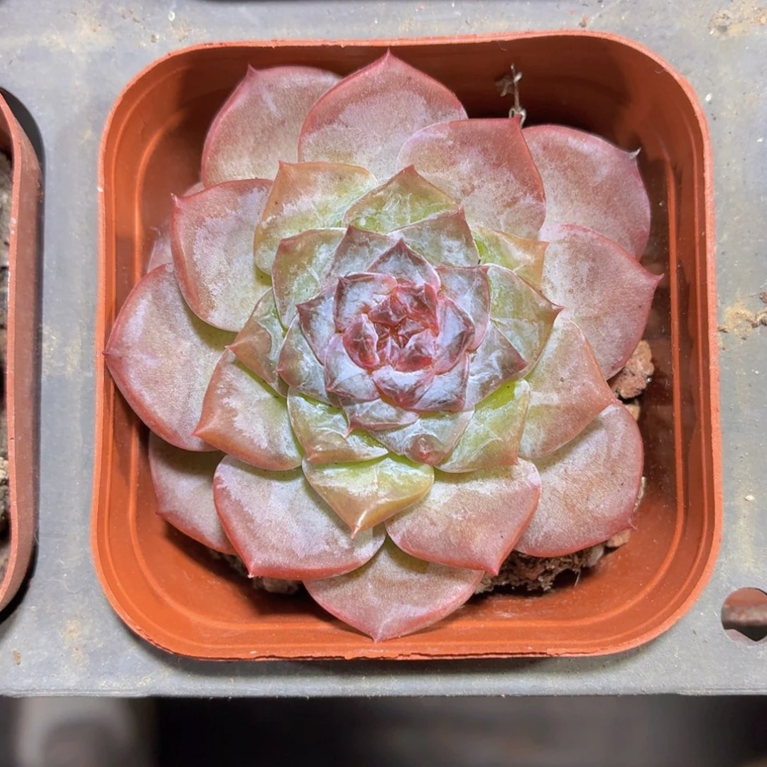 冰糖水晶多肉9.9包邮发货