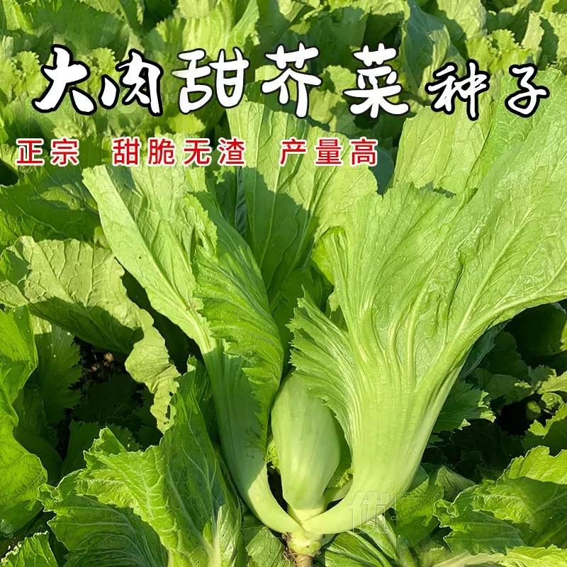 大肉油芥菜种子大肉油芥包心芥菜种籽