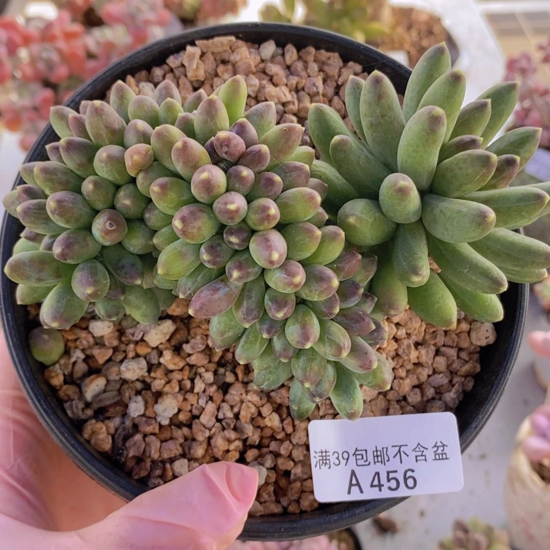 香蕉树缀化13cm456多肉植物