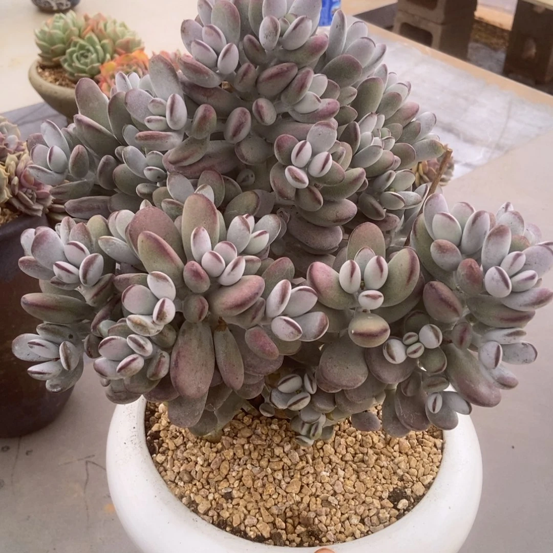 乒乓的人多肉多肉