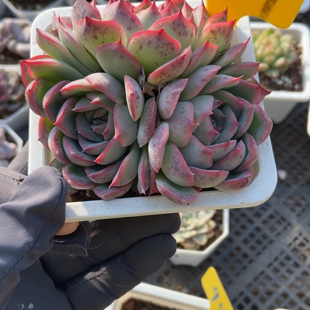 1929侧影多肉植物