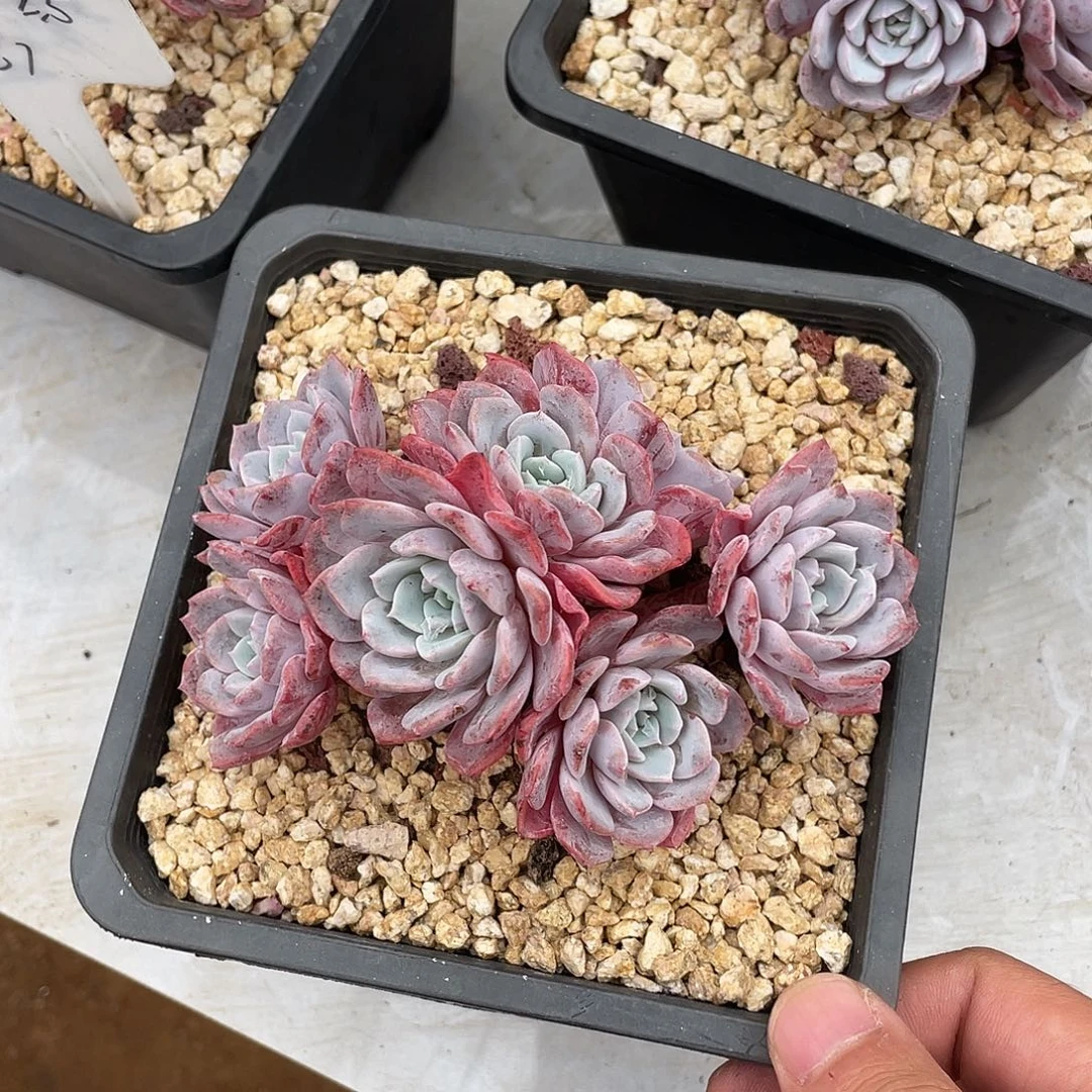 苏心的肉肉海棠花