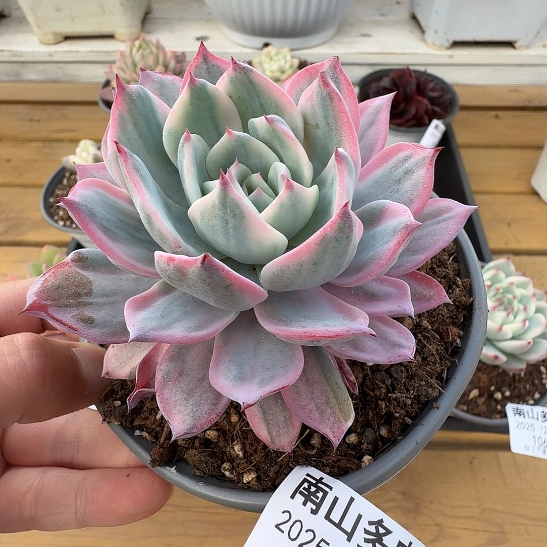 劳伦斯111111226-107