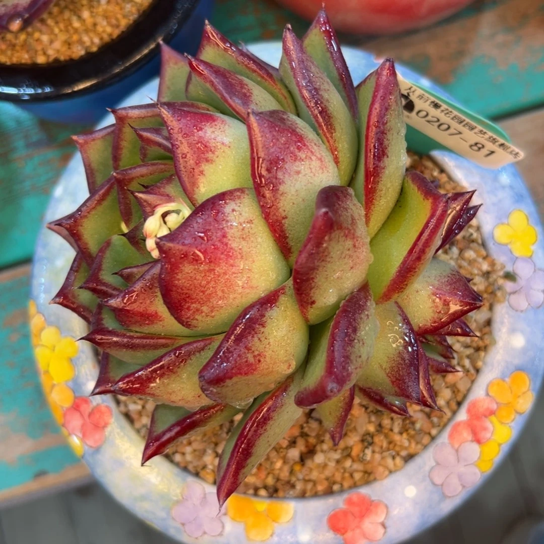 多肉一物一拍编号0207-81