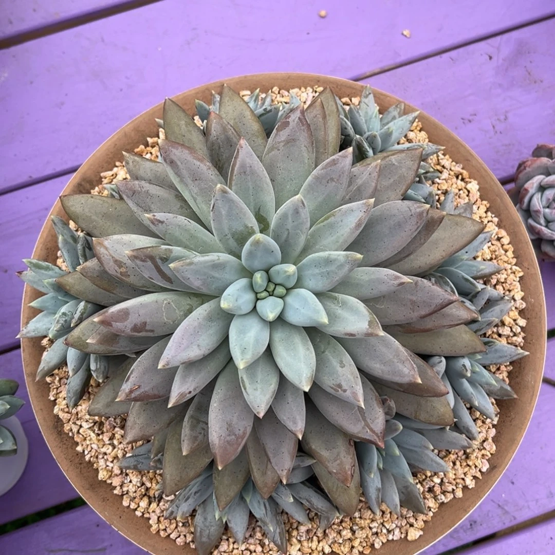 哥特捧花一物一拍