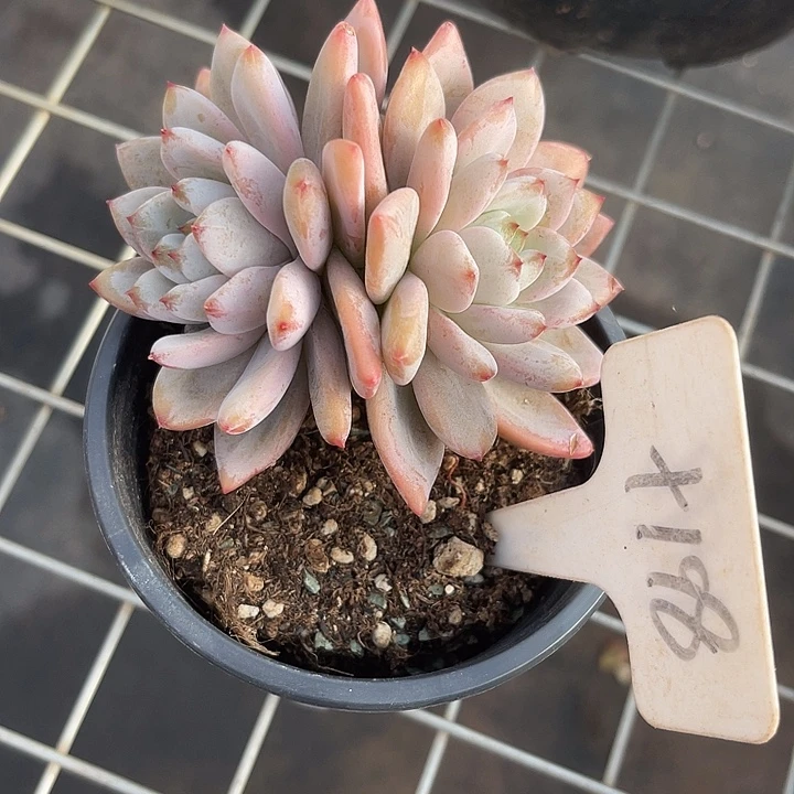 两单包邮，一物一拍198米雪meir