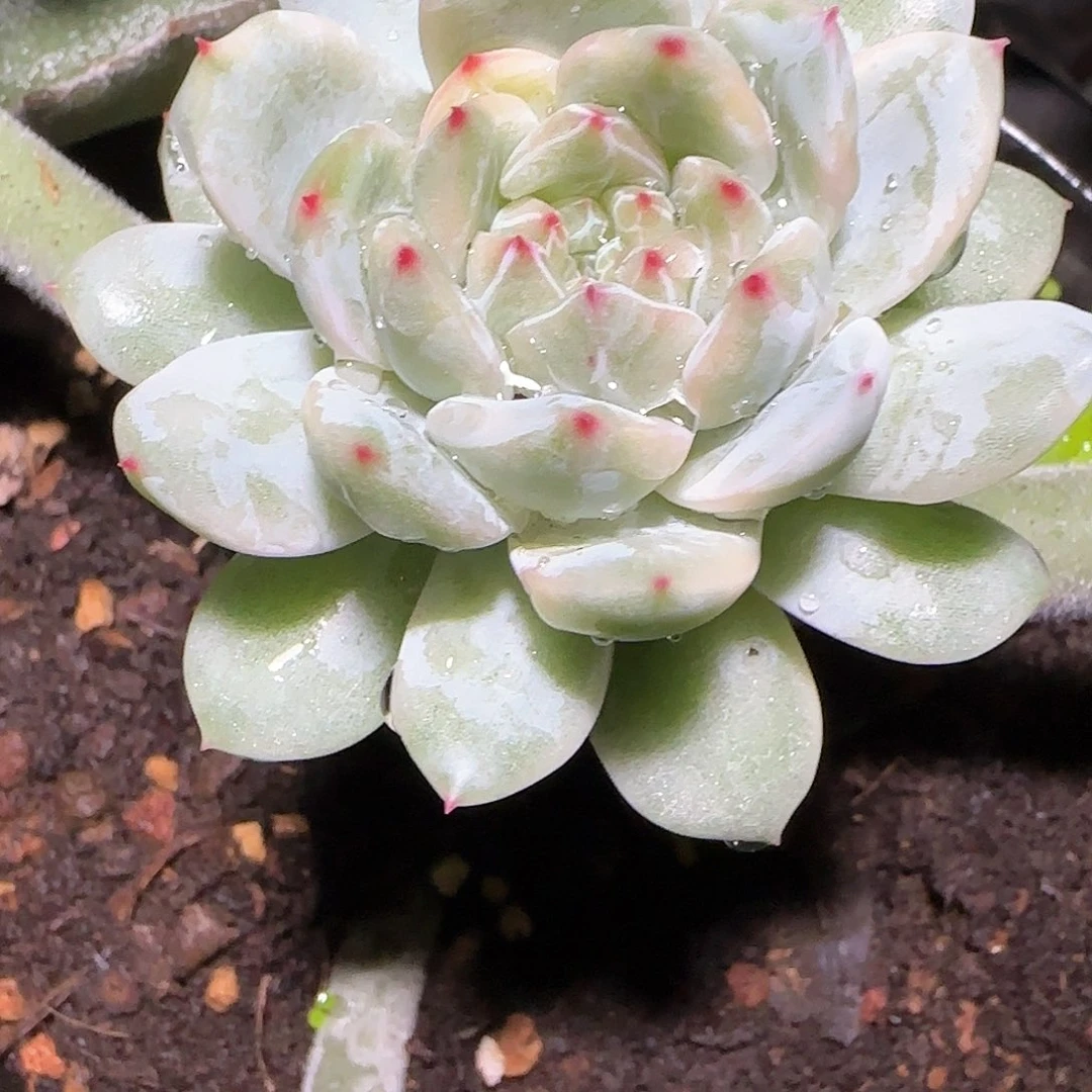 雪花珍妮锦,多肉植物