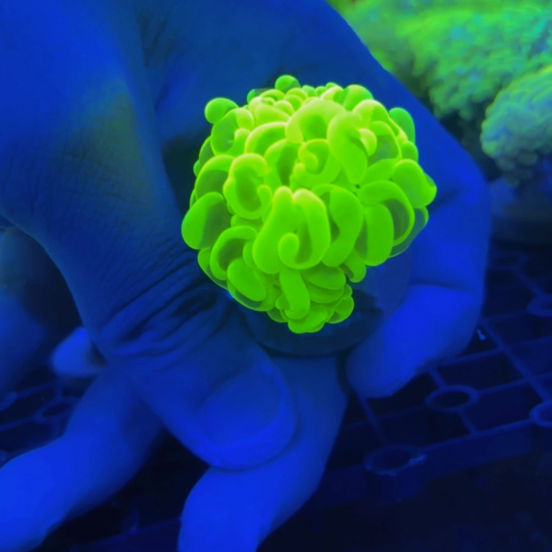 叽***啦纽扣珊瑚澳洲山脉金猪腰