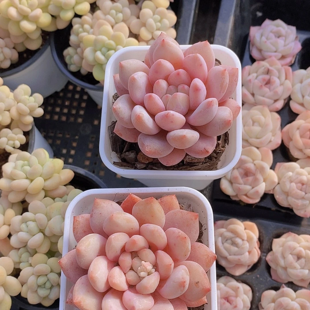 0214-新品半夏单头一颗量拍