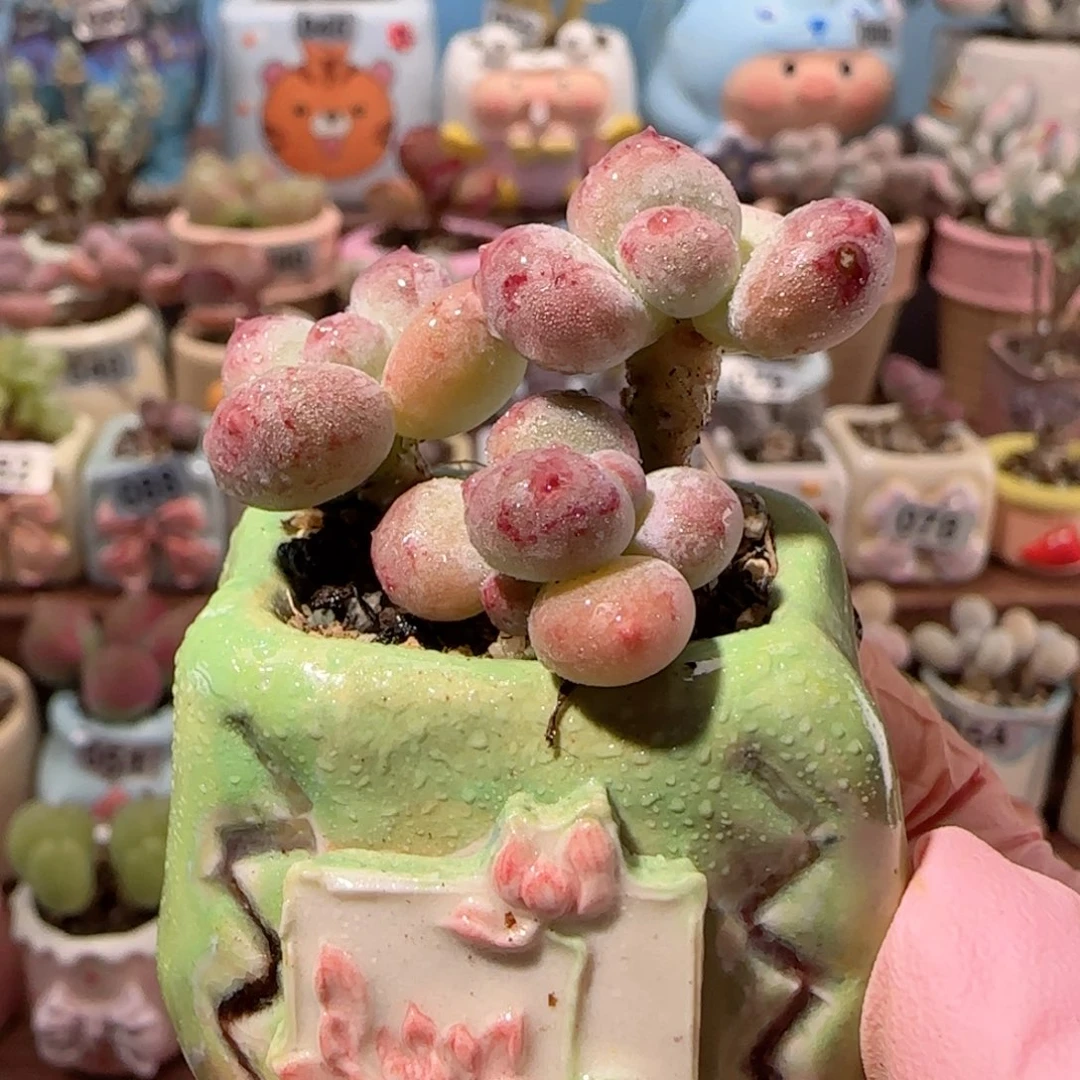 仙女彩虹奶 盆口2.5cm