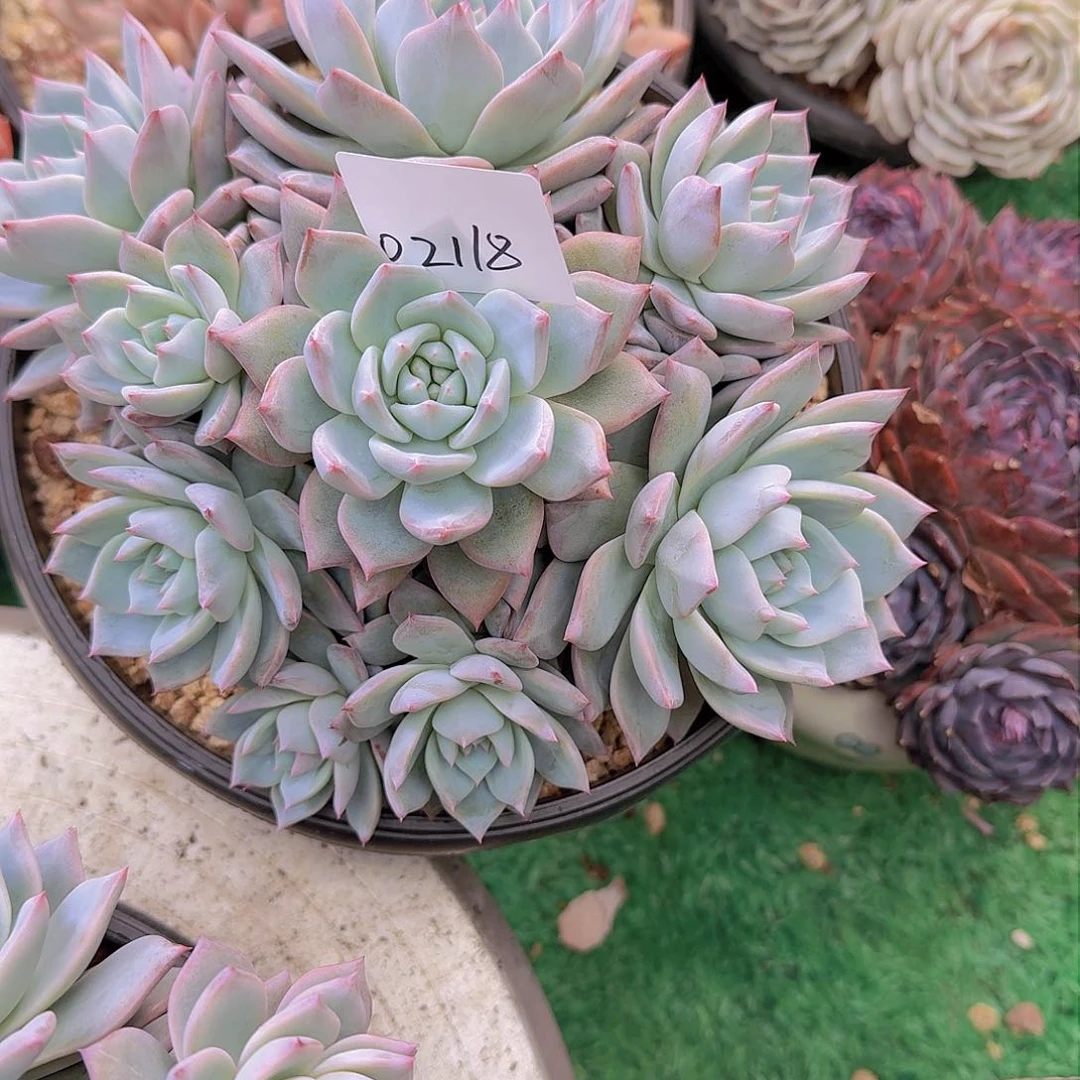 用****302118粉蓝鸟多肉植物