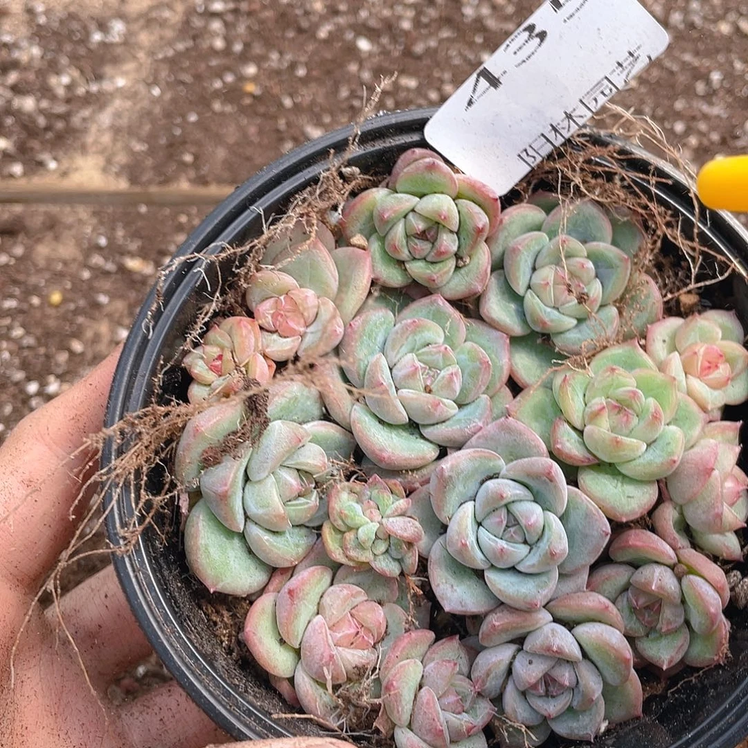 多肉植物多肉植物435