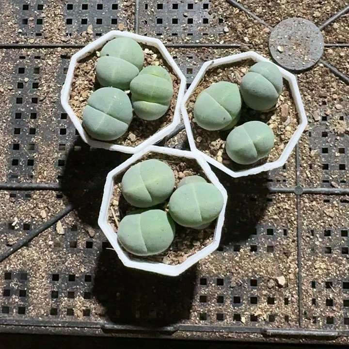 生石花1111。    791