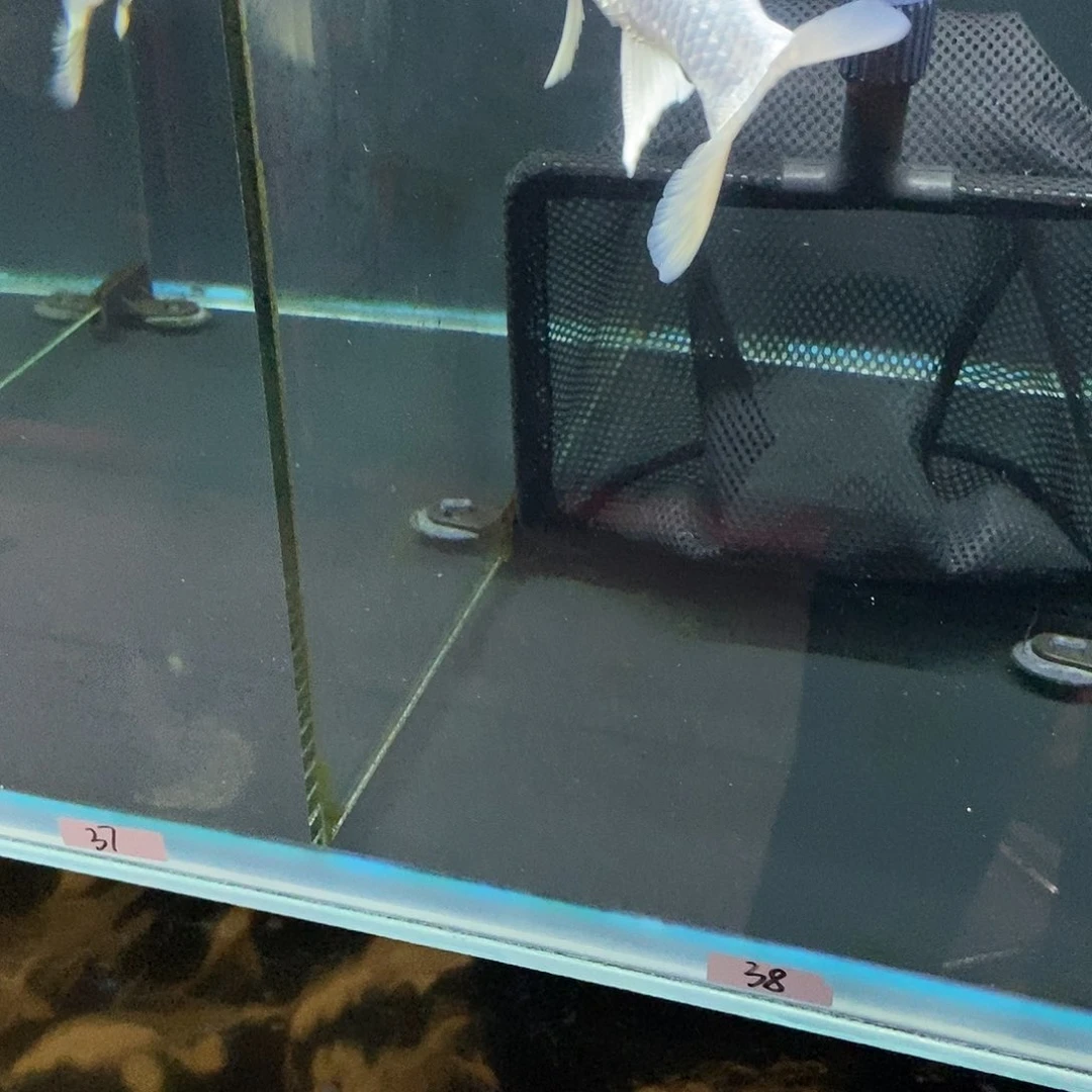 商***道蝴蝶鲤38号白色蝴蝶鲤