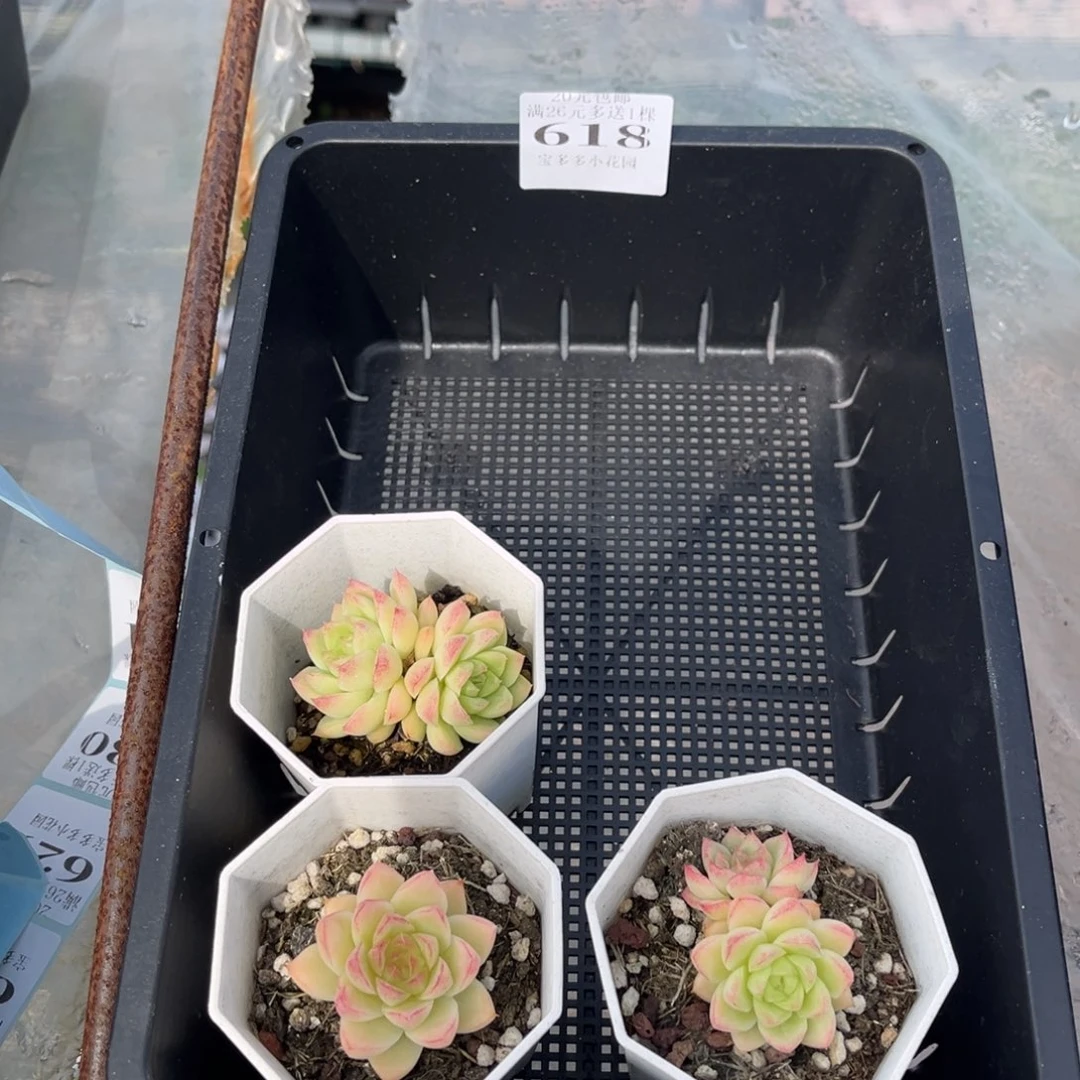 618号到手一筐一物一拍