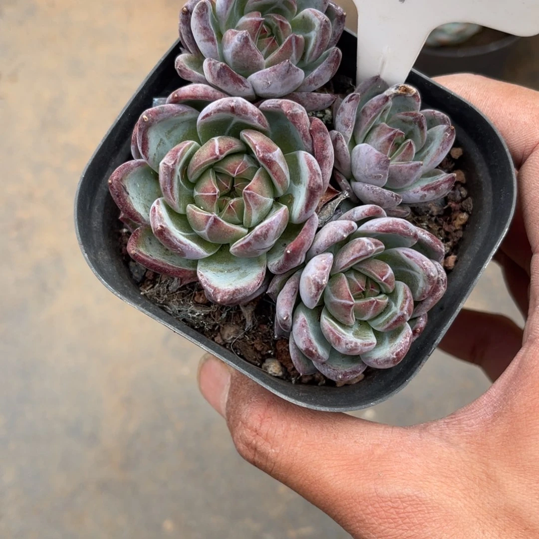 肉**。207卡多肉植物