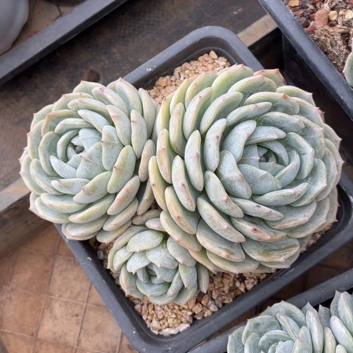 劳林冠幅15 公分一物一拍