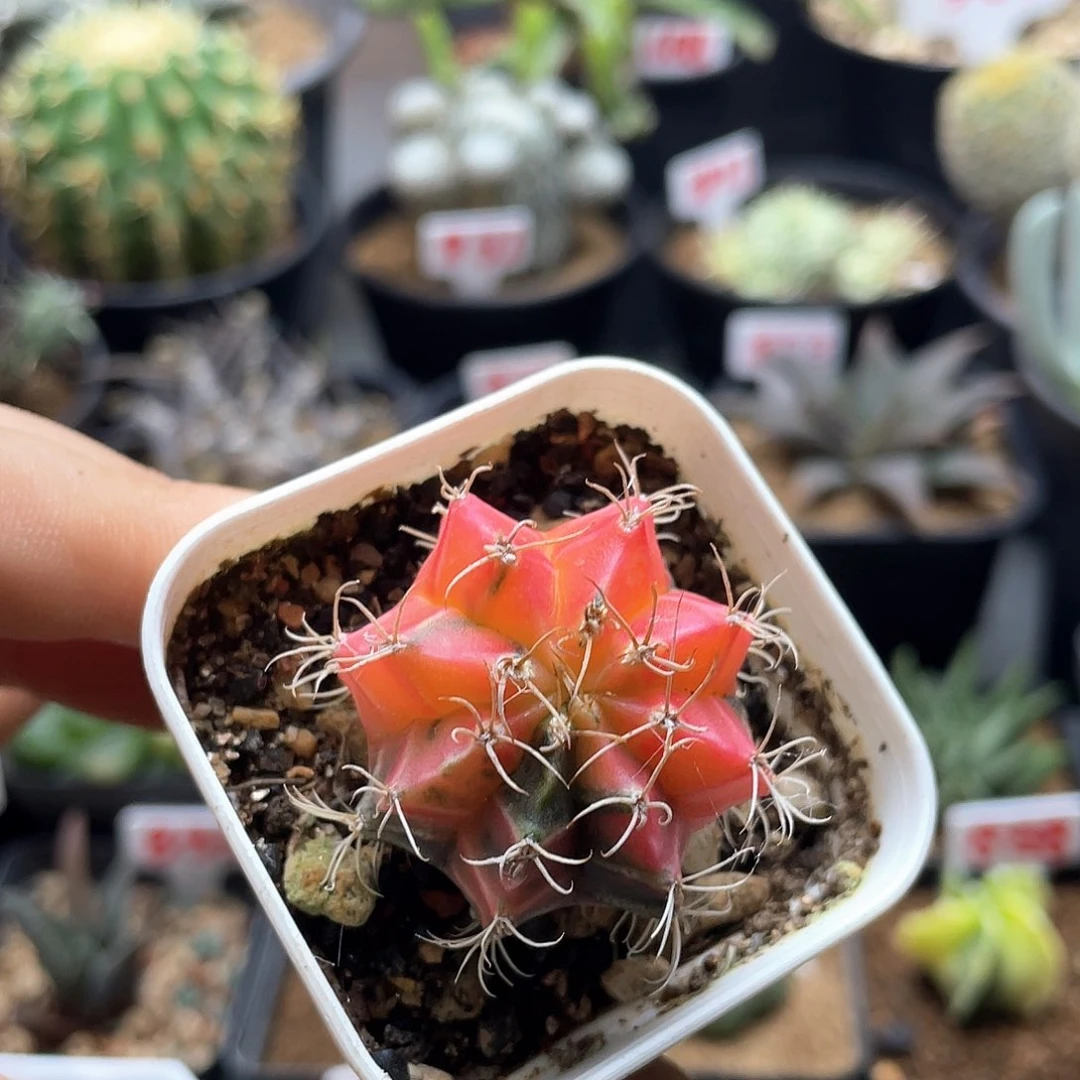 实生米哈锦仙人球