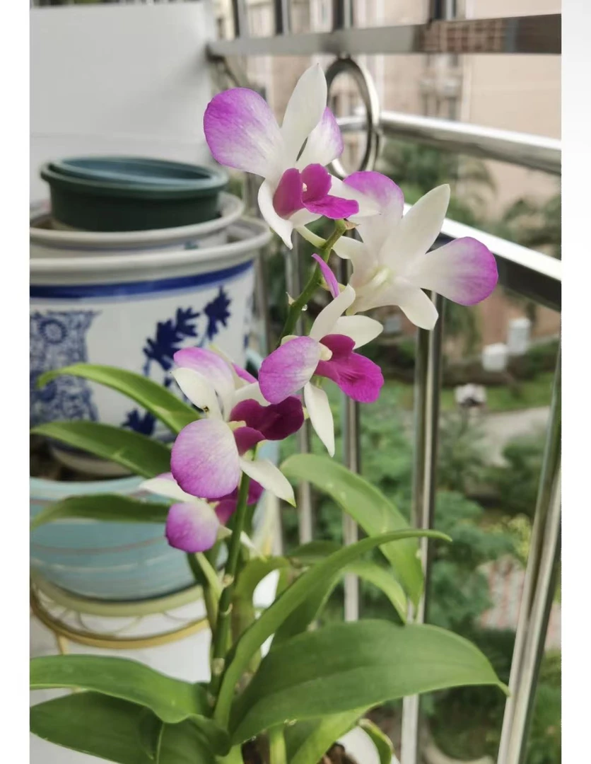 贵妃泼墨石斛兰秋石斛花剑带花带花苞发货