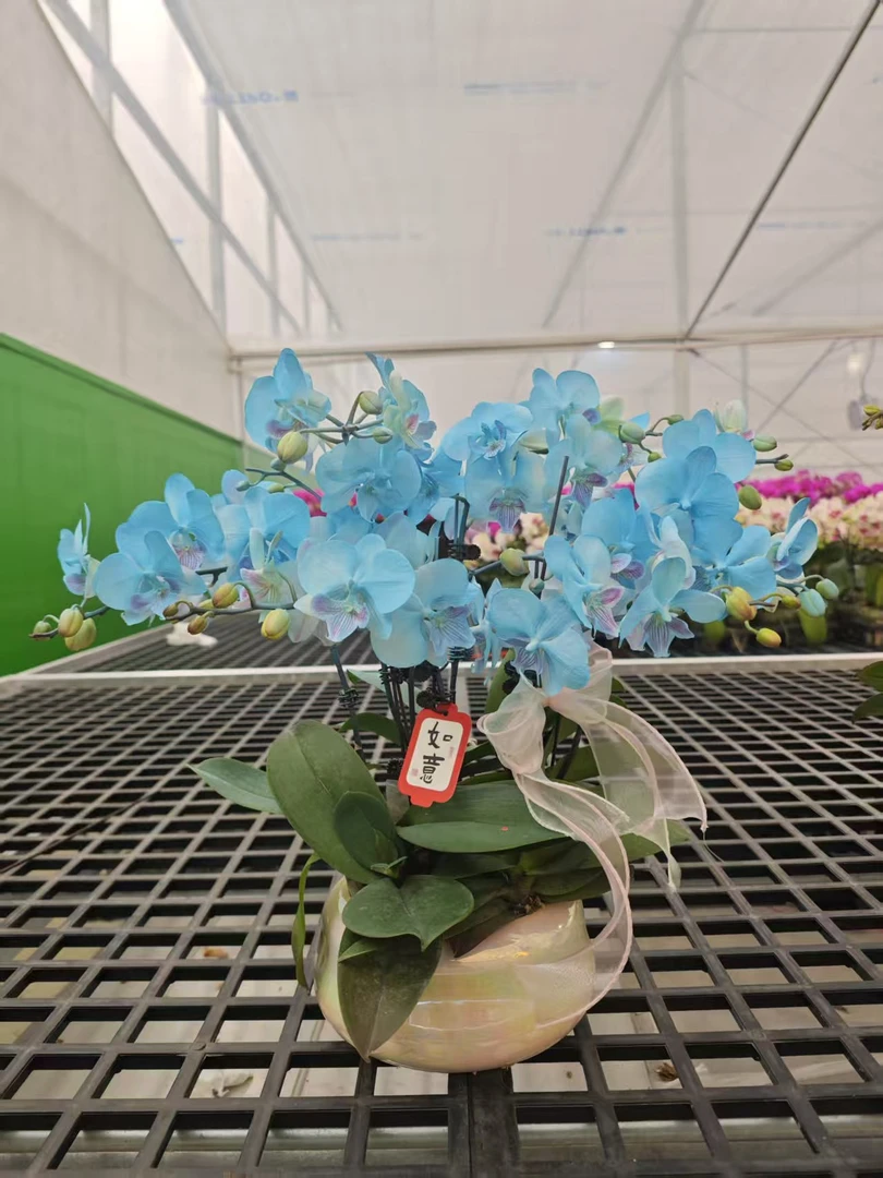 【蓝色精灵】 蝴蝶兰 年宵花 特殊工艺   植物上色蝴蝶兰真花