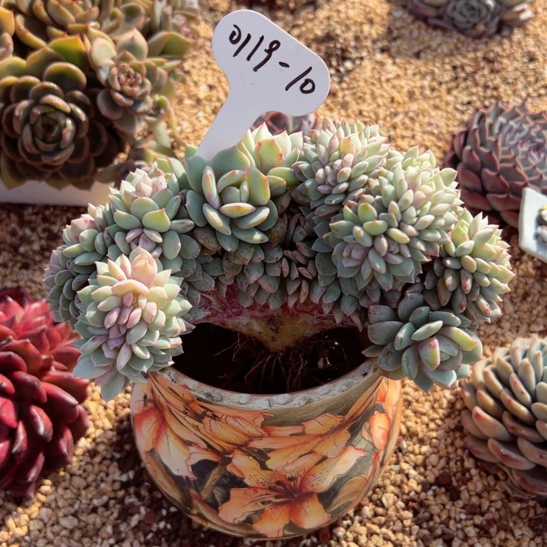 六*0119-10戴露露缀