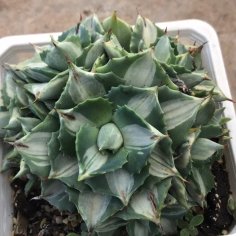 小**妈雷神群生脱盆发货