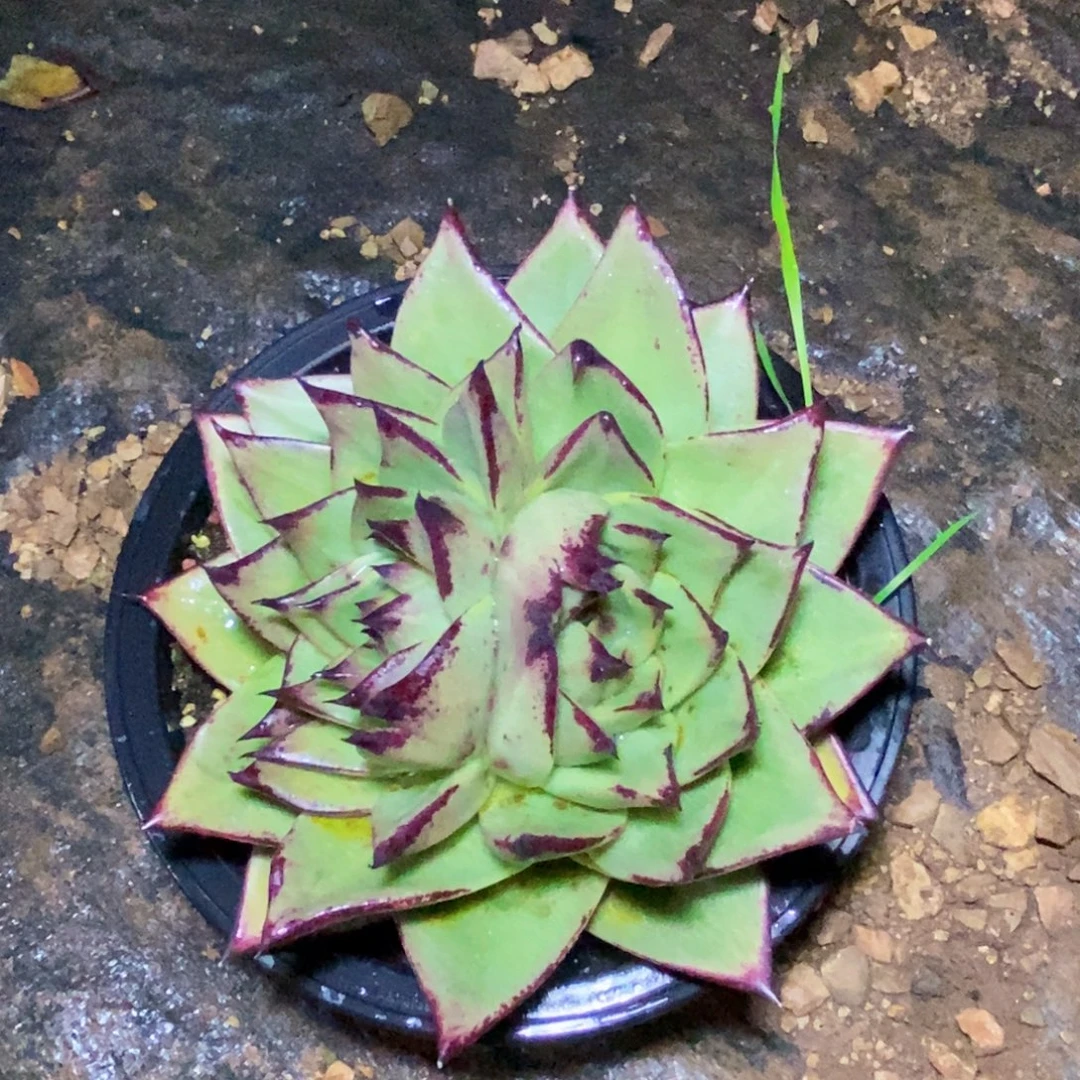 L***吖福利特价美乌变异