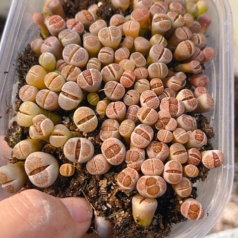 【闪购商品】M*25031