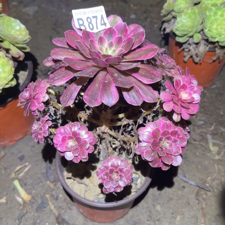 黑铜白……多肉植物的